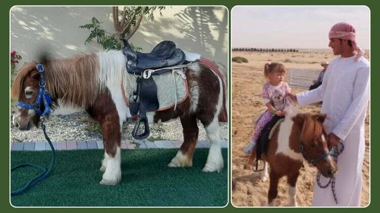Pony Ride Rentals For Birthday Party Dubai Pony Rides UAE Rentcrown pony-ride-rentals-for-birthday-party-dubai-pony-rides-uae-rentcrown